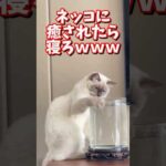 ネッコの動画で癒されたら寝ろｗｗｗ　#2ch #2chまとめ 動物スレ #2ch面白いスレ #動物 #犬 #猫 #癒やし #ねこ動画